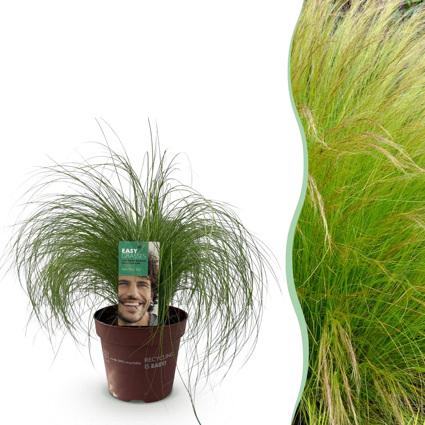 Stipa tenuifolia Pony Tails : Une graminée ornementale en pot à gauche, et à droite, un aperçu de son aspect une fois plantée en masse.