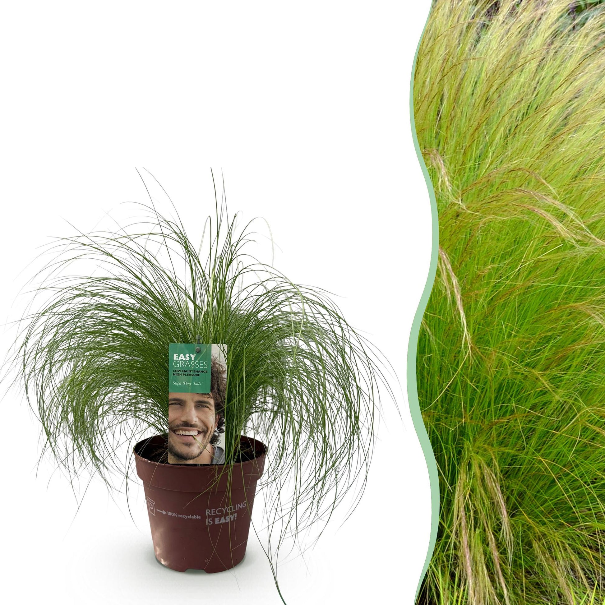 Stipa tenuifolia Pony Tails : Une graminée ornementale en pot à gauche, et à droite, un aperçu de son aspect une fois plantée en masse.
