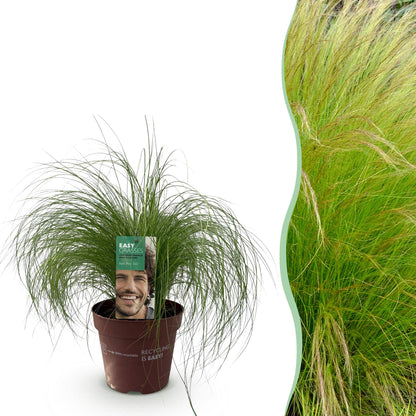 Stipa tenuifolia Pony Tails : Une graminée ornementale en pot à gauche, et à droite, un aperçu de son aspect une fois plantée en masse.