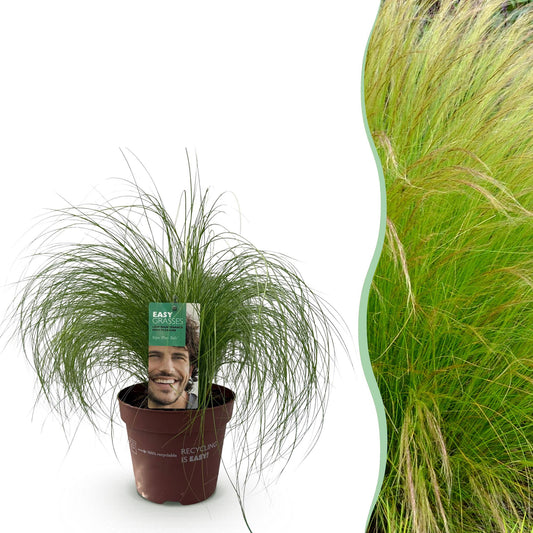 Stipa tenuifolia Pony Tails : Une graminée ornementale en pot à gauche, et à droite, un aperçu de son aspect une fois plantée en masse.
