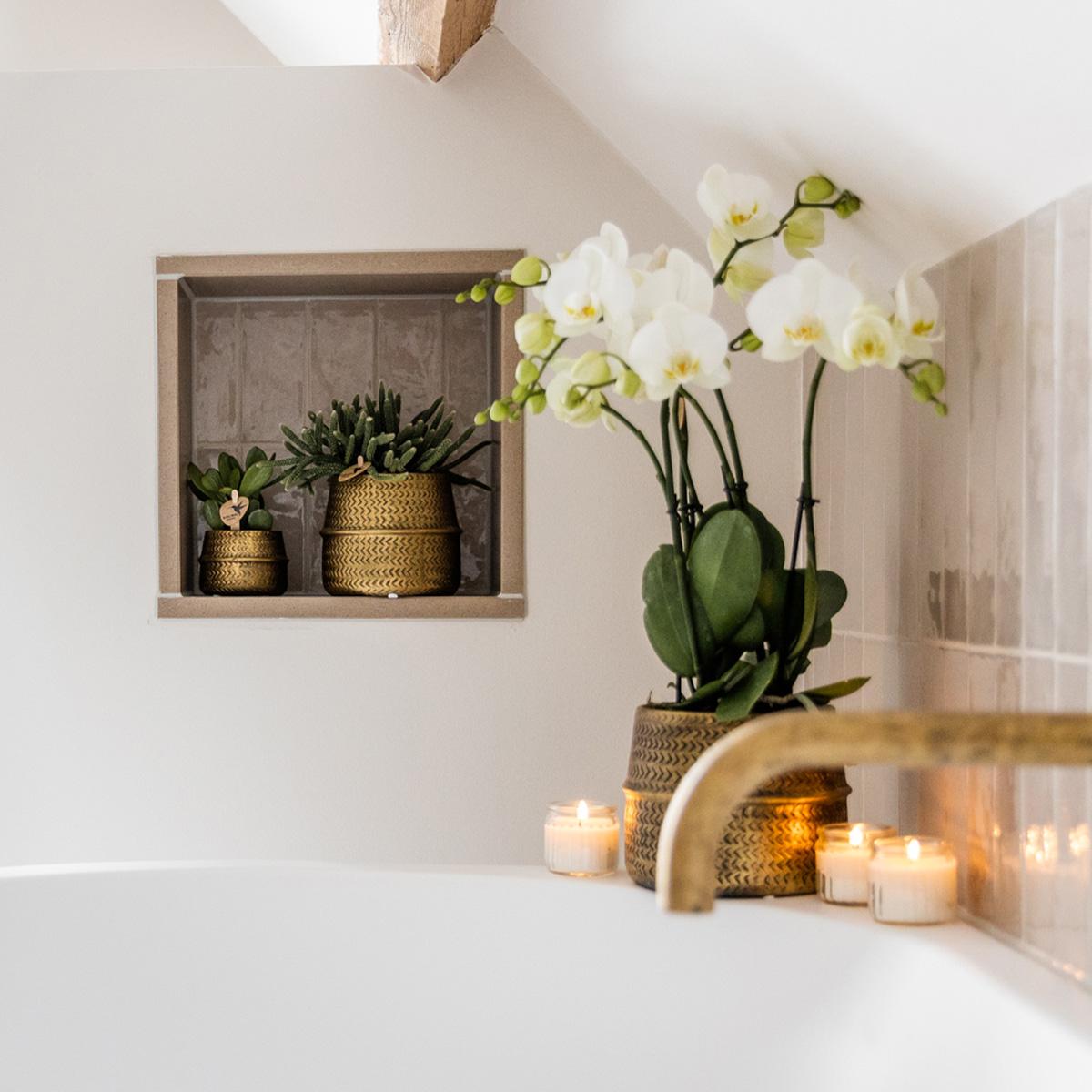 Orchidée Phalaenopsis blanche en pot