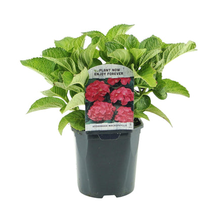 Hortensia de jardin (Hydrangea macrophylla), arbuste fleuri rustique, Pot 17 cm, Hauteur 30 cm