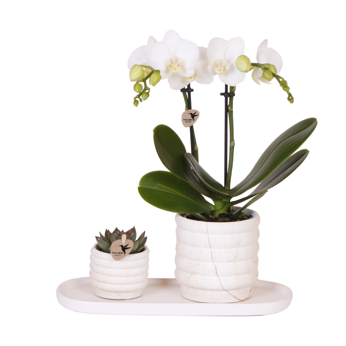 Orchidée Phalaenopsis blanche en pot