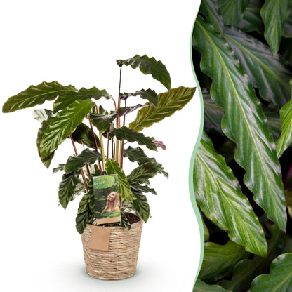 Calathea Rufibarba plante d'intérieur en pot 17cm avec cache-pot panier, feuillage velouté vert et revers pourpre, hauteur 55-60cm