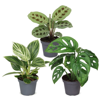 Box surprise plantes en pot de 6 cm, 3 plantes, sans cache-pot