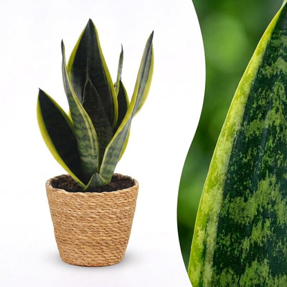 Une Sansevieria Futura Superba avec des feuilles vertes panachées de jaune, plantée dans un joli cache-pot en panier tressé