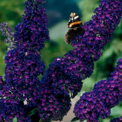Buddleja davidii Black Night, Arbre aux papillons, avec un papillon coloré posé sur ses fleurs violet foncé.