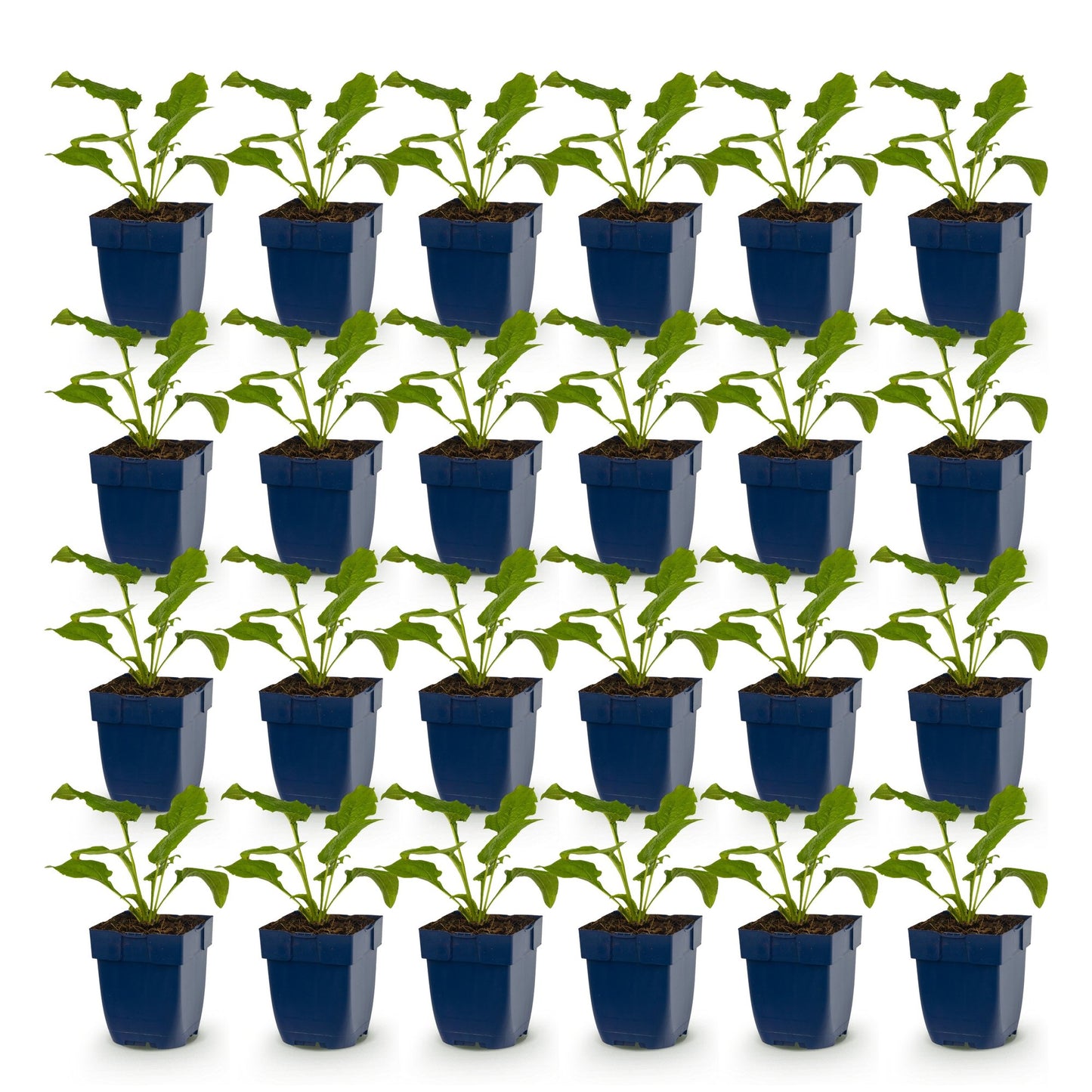 Echinacea purp. Magnus - Chapeau de soleil : lot de jeunes plants en pots bleus, alignés sur fond blanc, prêts à être plantés pour créer un 