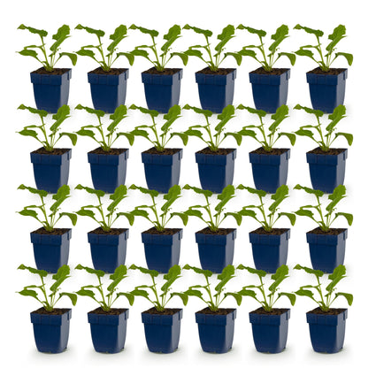 Echinacea purp. Magnus - Chapeau de soleil : lot de jeunes plants en pots bleus, alignés sur fond blanc, prêts à être plantés pour créer un 