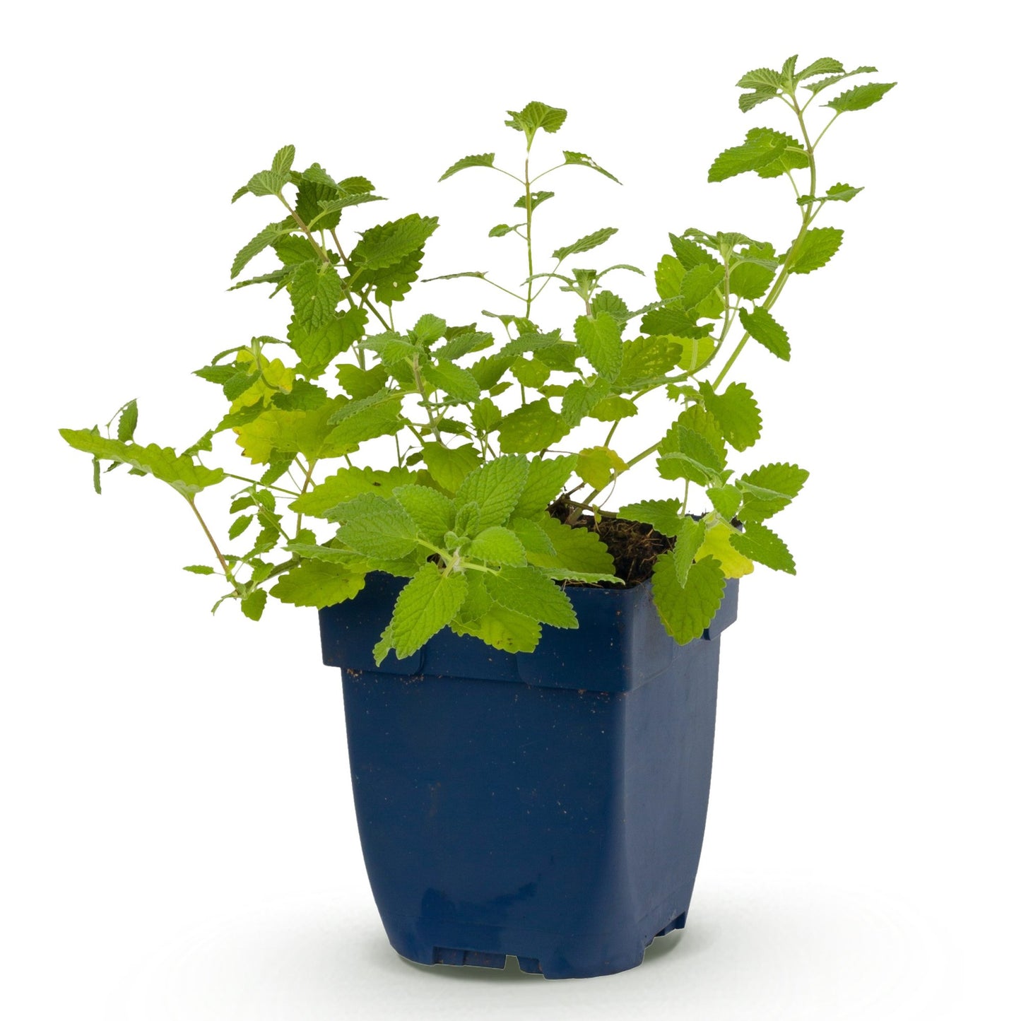 Nepeta faassenii 'Six Hills Giant' - Herbe à chat, lot de plusieurs plants en pot de 11cm, sur fond blanc. Idéal pour attirer abeilles et pa