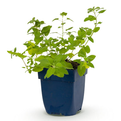 Nepeta faassenii 'Six Hills Giant' - Herbe à chat, lot de plusieurs plants en pot de 11cm, sur fond blanc. Idéal pour attirer abeilles et pa