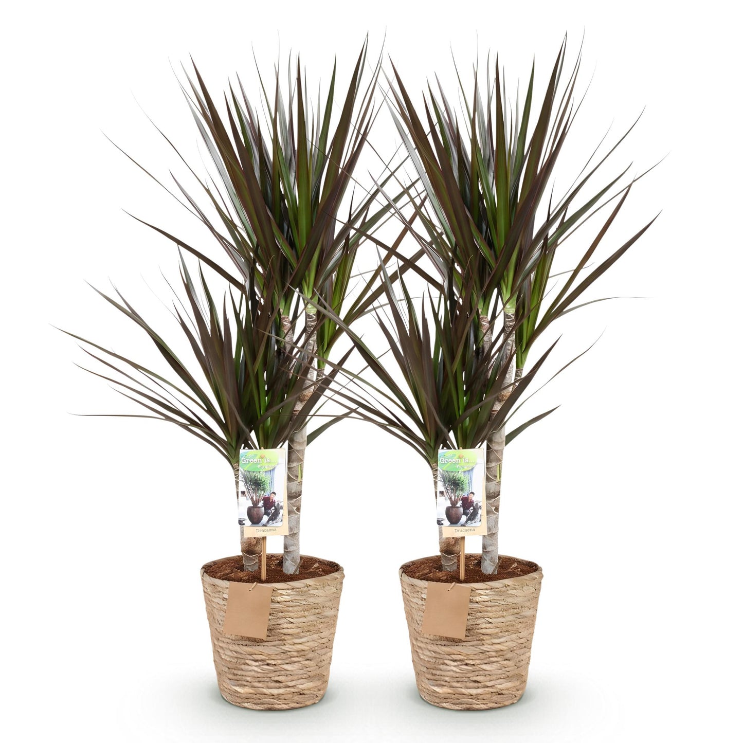 Lot de deux Dracaena Magenta, Arbre Dragon, avec des feuilles vertes et bordeaux, présentés dans des pots tressés en osier