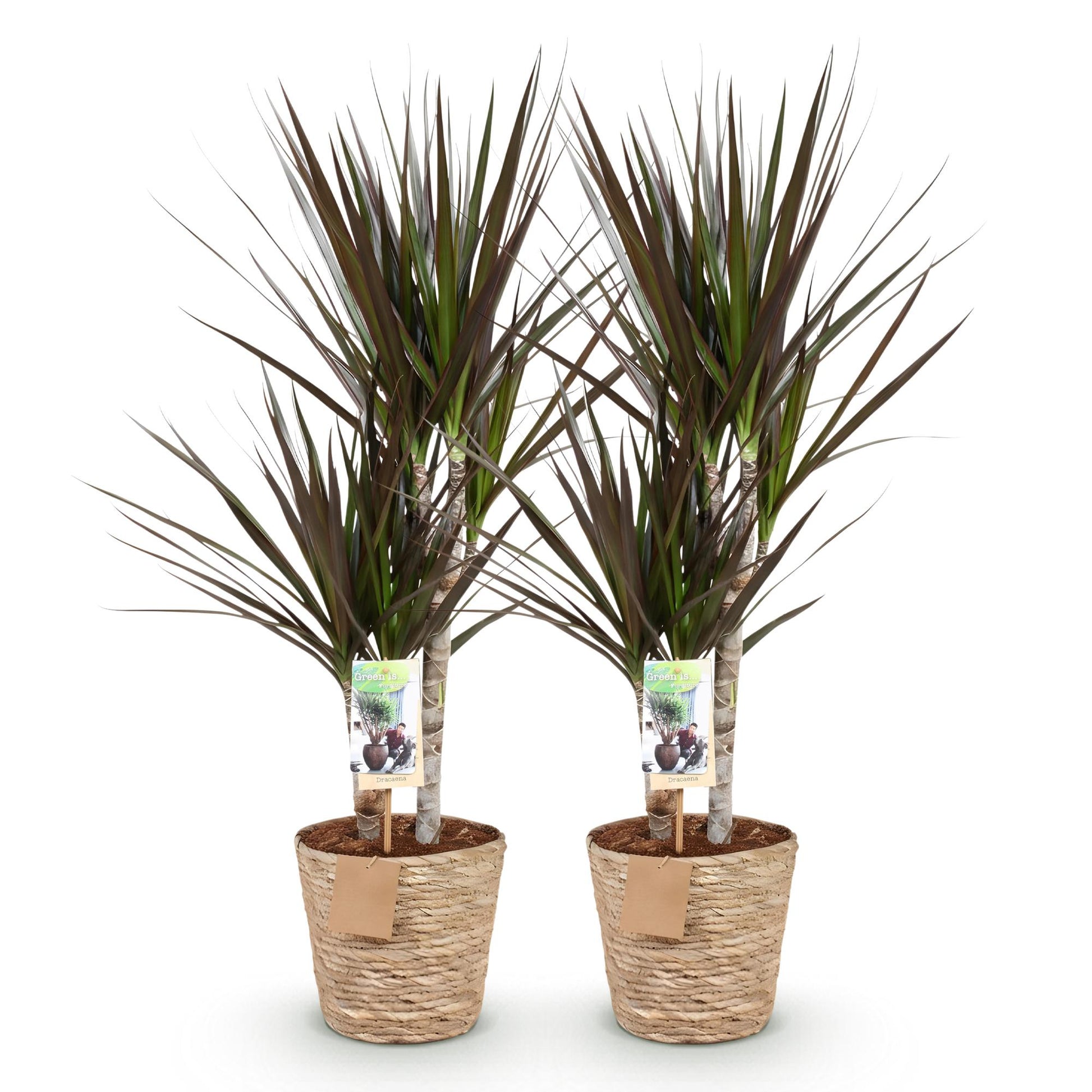 Lot de deux Dracaena Magenta, Arbre Dragon, avec des feuilles vertes et bordeaux, présentés dans des pots tressés en osier