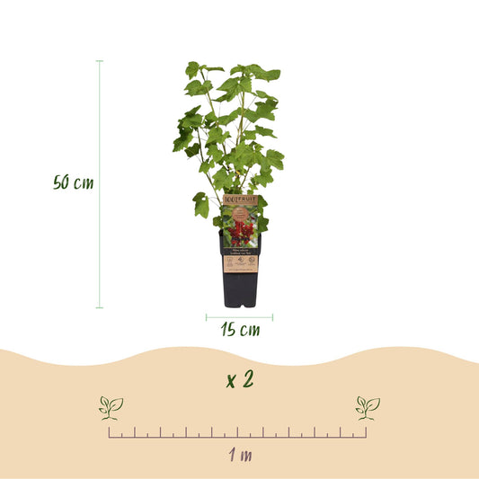 Cassissier 'Jonkheer van Tets' : plant de 50 cm de haut en pot de 15 cm. Lot de 2 plants, espacement conseillé de 1 m.