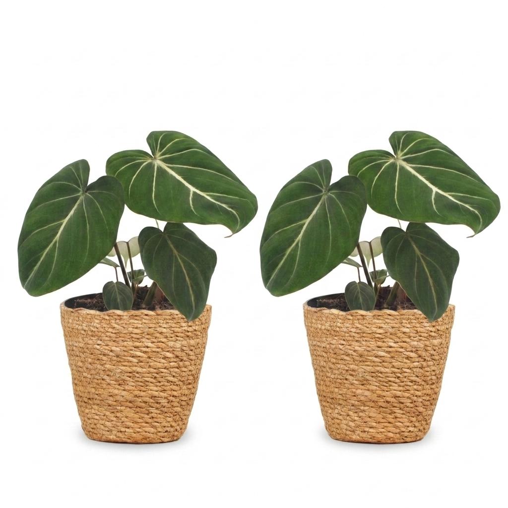 Philodendron Gloriosum - Pot de 12cm