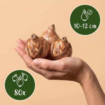 Bulbes de Narcisse Replete tenus dans une main, calibre 10/12, lot de 80 bulbes