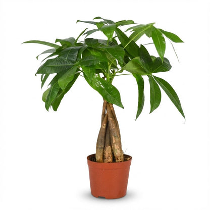 Pachira Aquatica Arbre à argent plante d'intérieur en pot de 12cm, hauteur 40-50cm, feuillage vert tropical