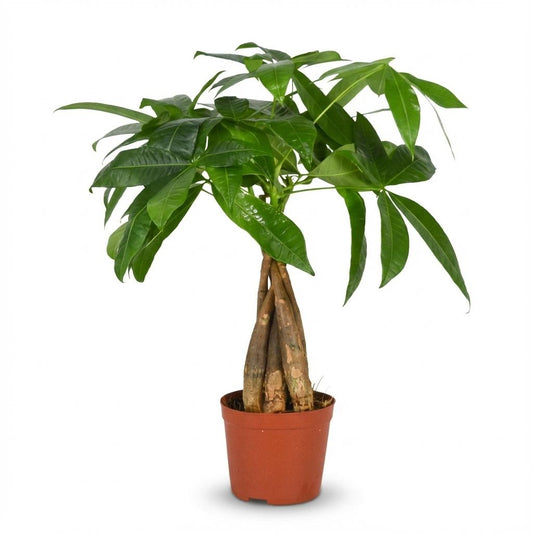 Pachira Aquatica Arbre à argent plante d'intérieur en pot de 12cm, hauteur 40-50cm, feuillage vert tropical