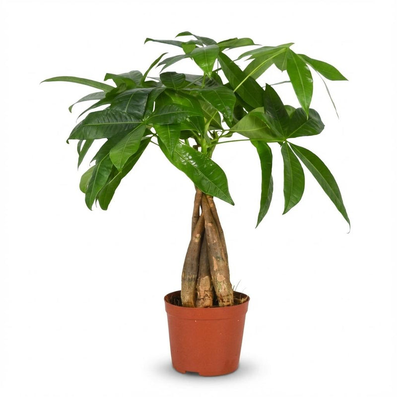 Pachira Aquatica - Arbre à argent - Pot de 12cm - Hauteur 40 - 50cm