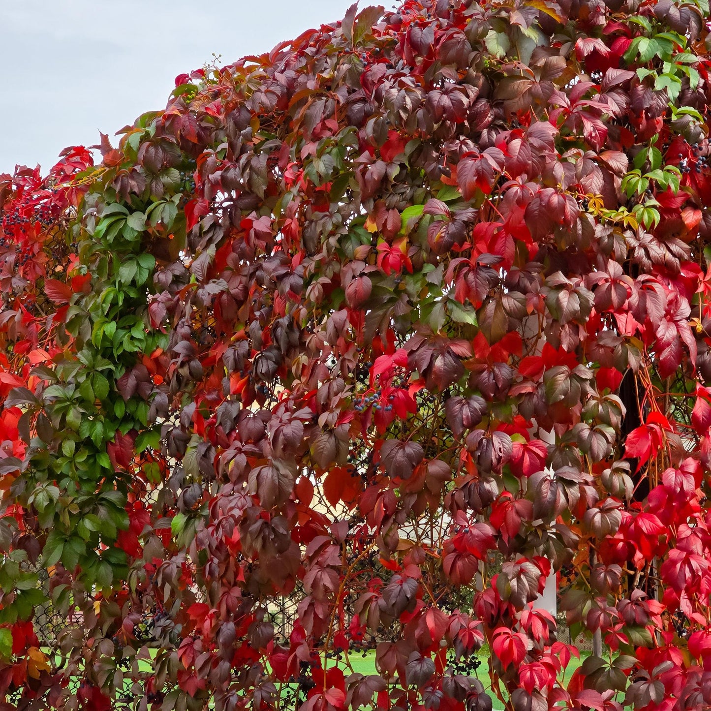 Vigne sauvage Parthenocissus Engelmannii grimpant sur un treillis, présentant des feuilles vertes et un magnifique feuillage rouge automnal.