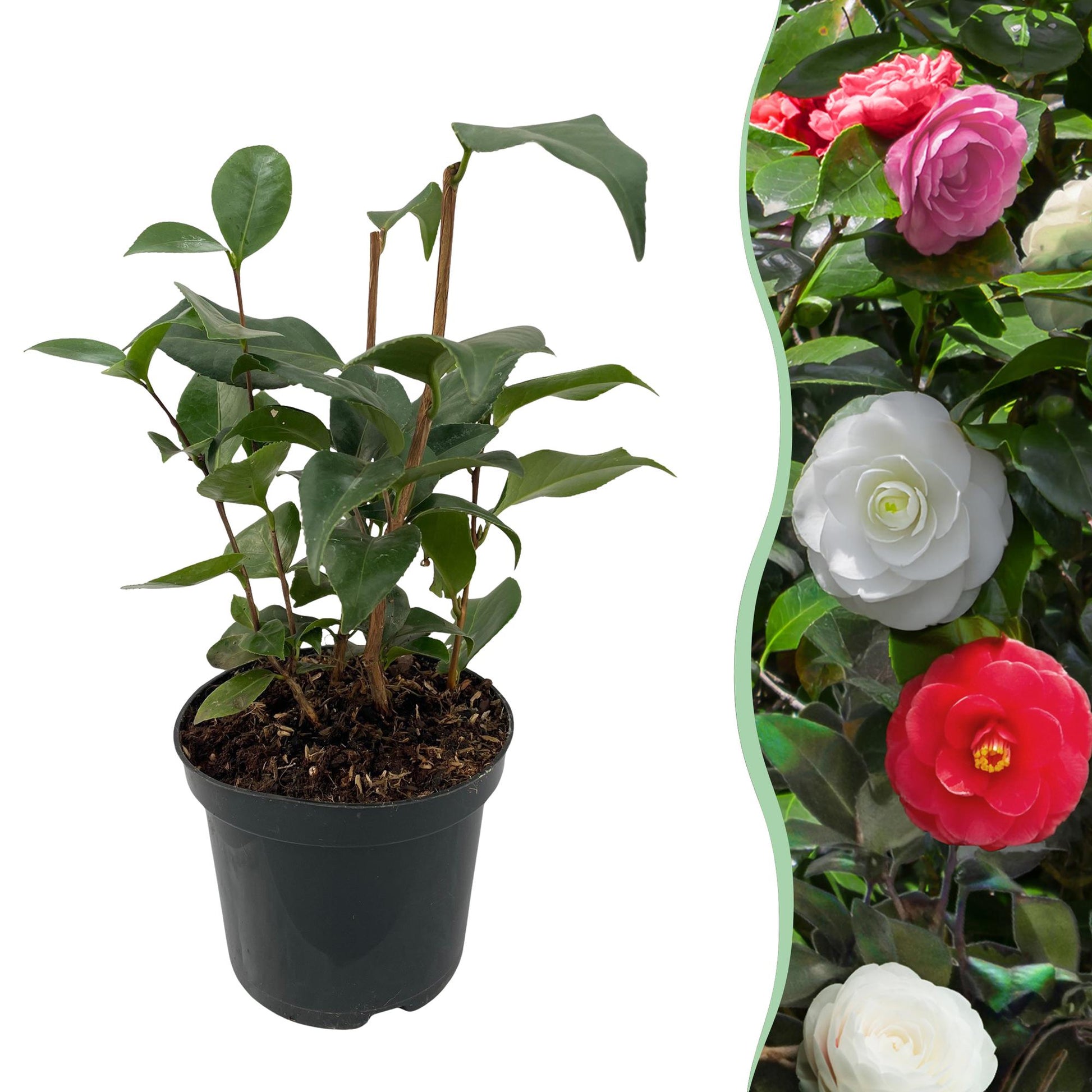 Camellia japonica Tricolour : un jeune plant en pot à gauche, et une haie de camélias en fleurs roses, blanches et rouges à droite.