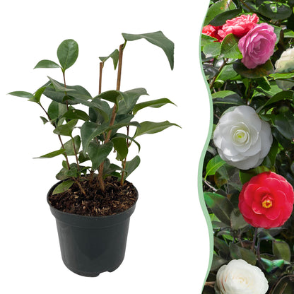 Camellia japonica Tricolour : un jeune plant en pot à gauche, et une haie de camélias en fleurs roses, blanches et rouges à droite.