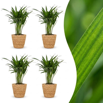 Quatre Areca Lutescens, ou Palmiers Areca, au feuillage plumeux et vert éclatant, chacun présenté dans un cache-pot panier tressé