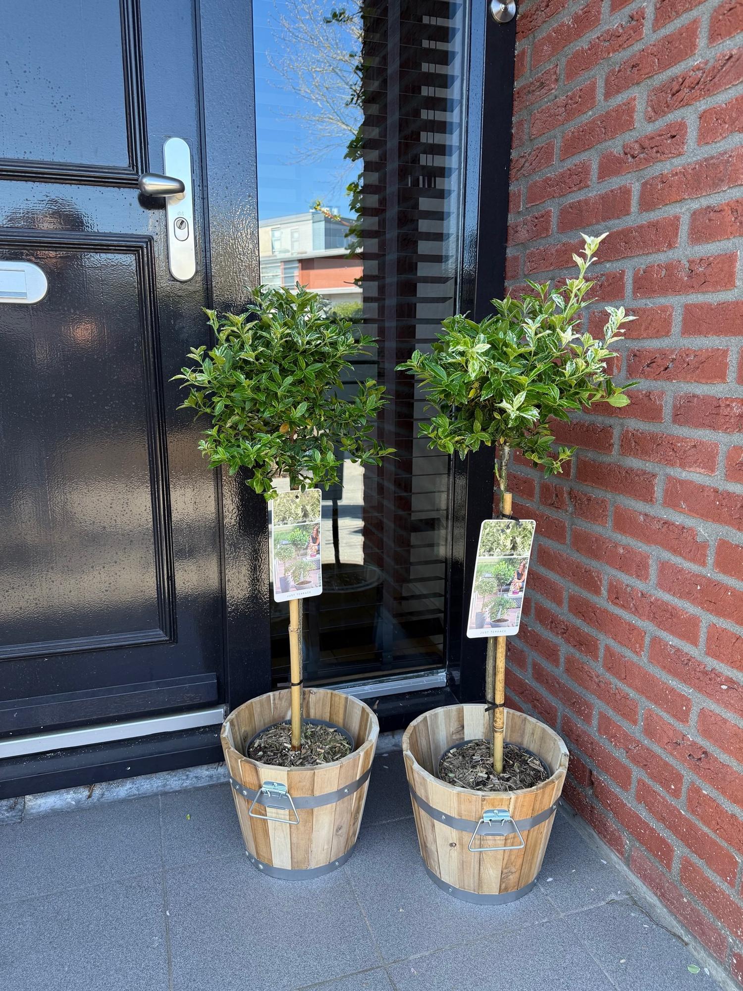 Euonymus fortunei Harlequin sur tige, deux plants en pots décoratifs en bois devant une porte noire et un mur de briques.