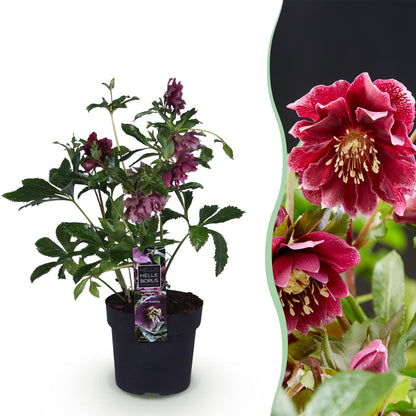 Rose de Carême 'Double Ellen Red' en pot de 14 cm et détail du feuillage et des fleurs