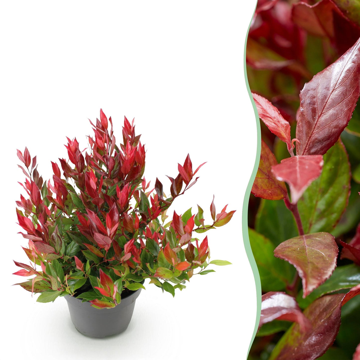 Leucothoe Little Flame en pot sur fond blanc, avec un gros plan de son feuillage rouge et vert sur le côté droit de l'image.