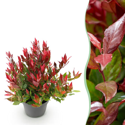 Leucothoe Little Flame en pot sur fond blanc, avec un gros plan de son feuillage rouge et vert sur le côté droit de l'image.