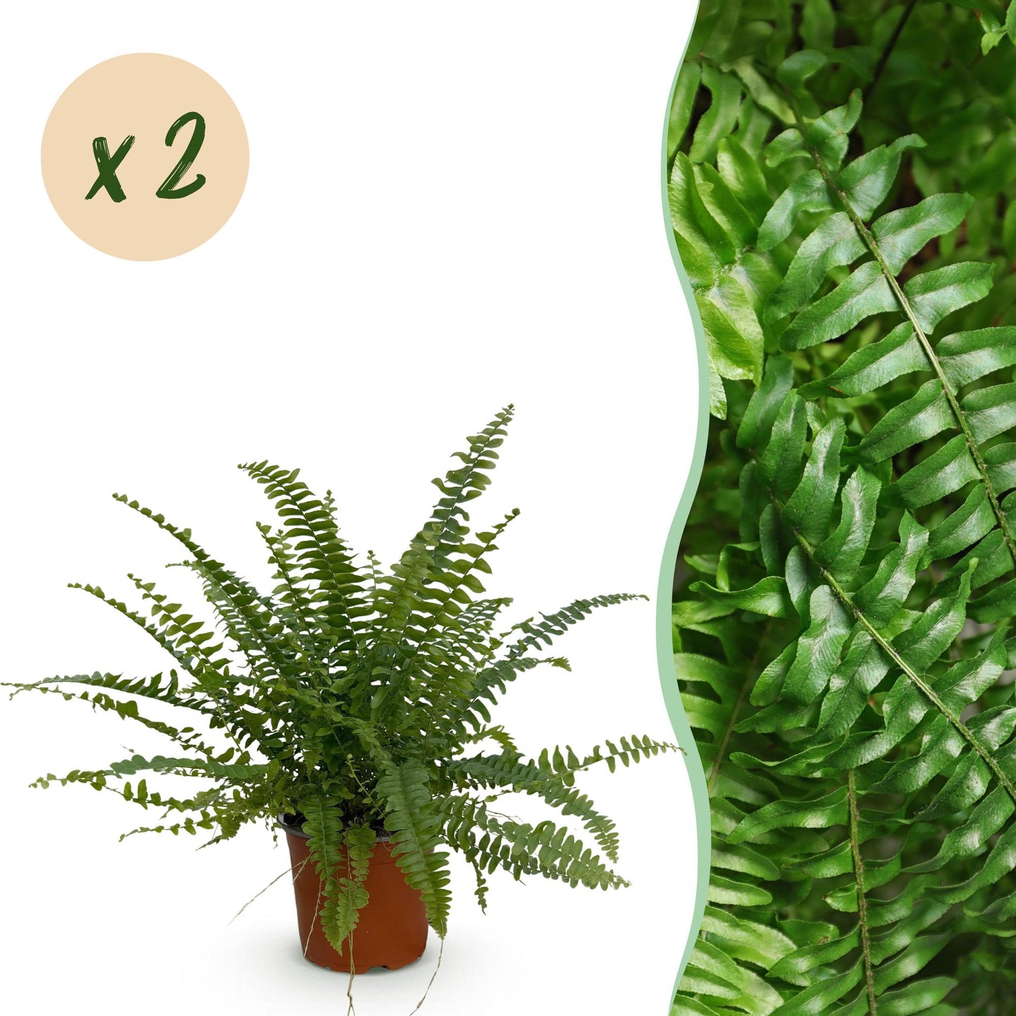 Une élégante Nephrolepsis exaltata Green Lady, fougère aux frondes vertes luxuriantes dans son pot de culture marron