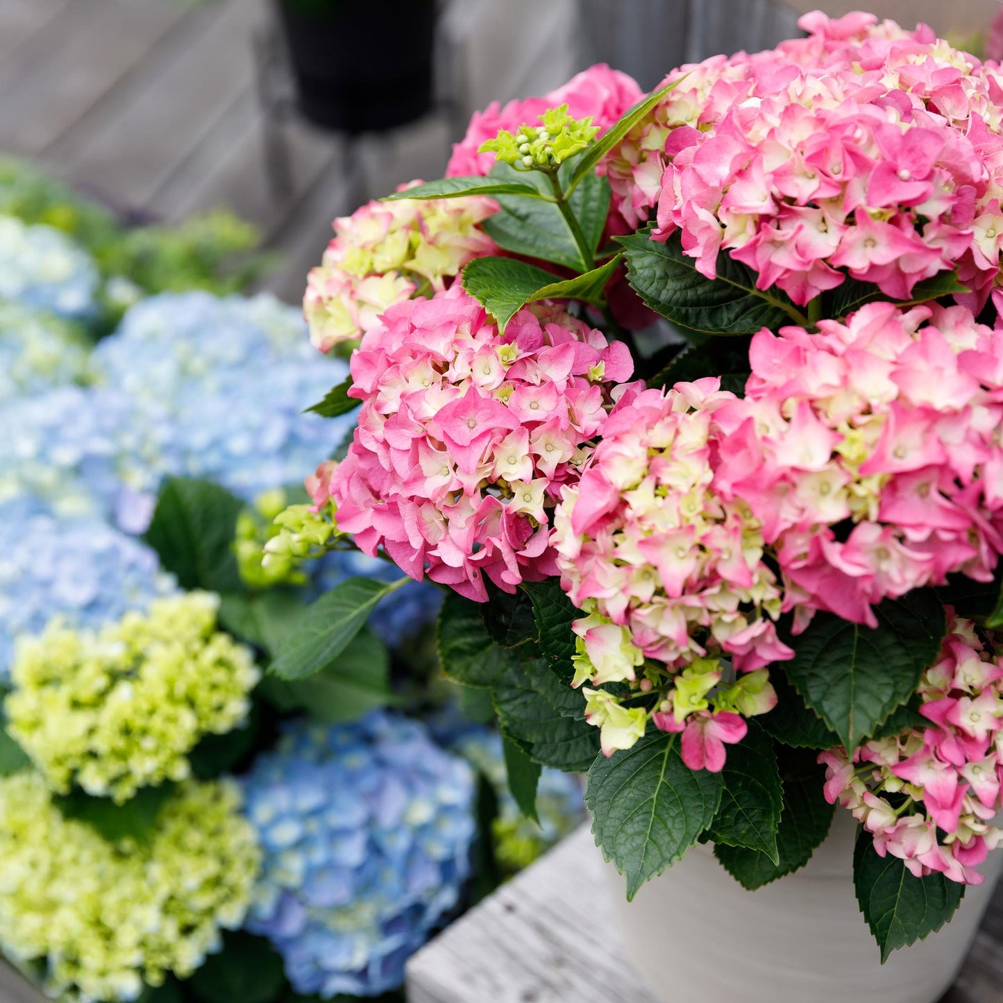 Hortensia Hydrangea Forever & Ever rose, avec des hortensias bleus et vert clair en arrière-plan, sur une terrasse en bois.