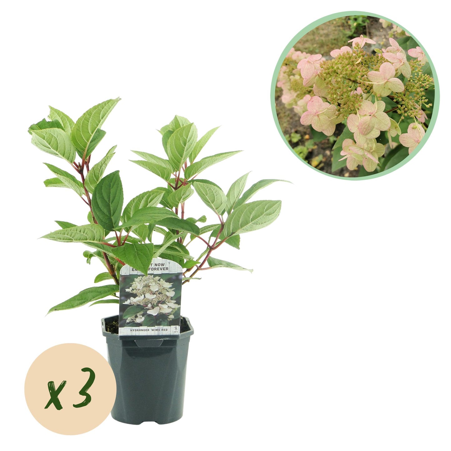 Hortensia Hydrangea panniculata Wims Red : Jeune plant en pot sur fond blanc avec pastille 'x3', et bulle en haut montrant ses futures fleur