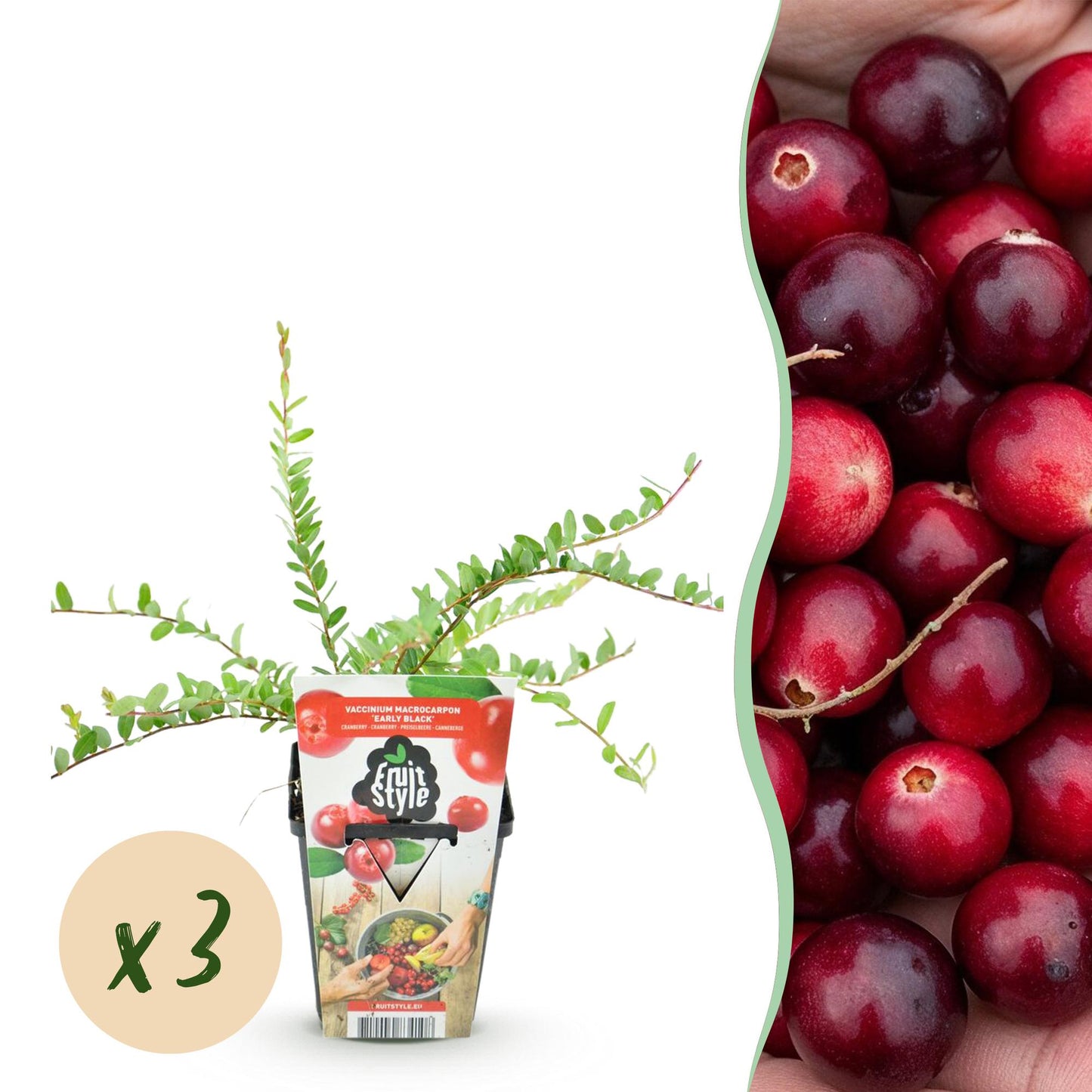 Myrtille Vaccinium macrophylla Early Black : plant en pot de 9 cm avec pastille 'x3', à côté de nombreuses baies rouges foncées.