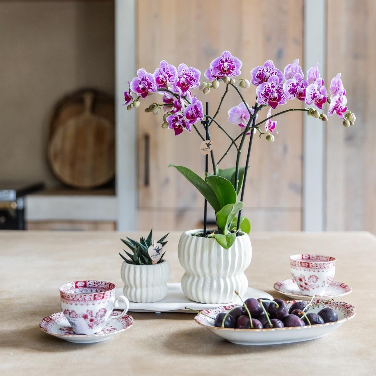 Orchidée Phalaenopsis 'El Salvador' rose et violette tachetée, pot 9 cm