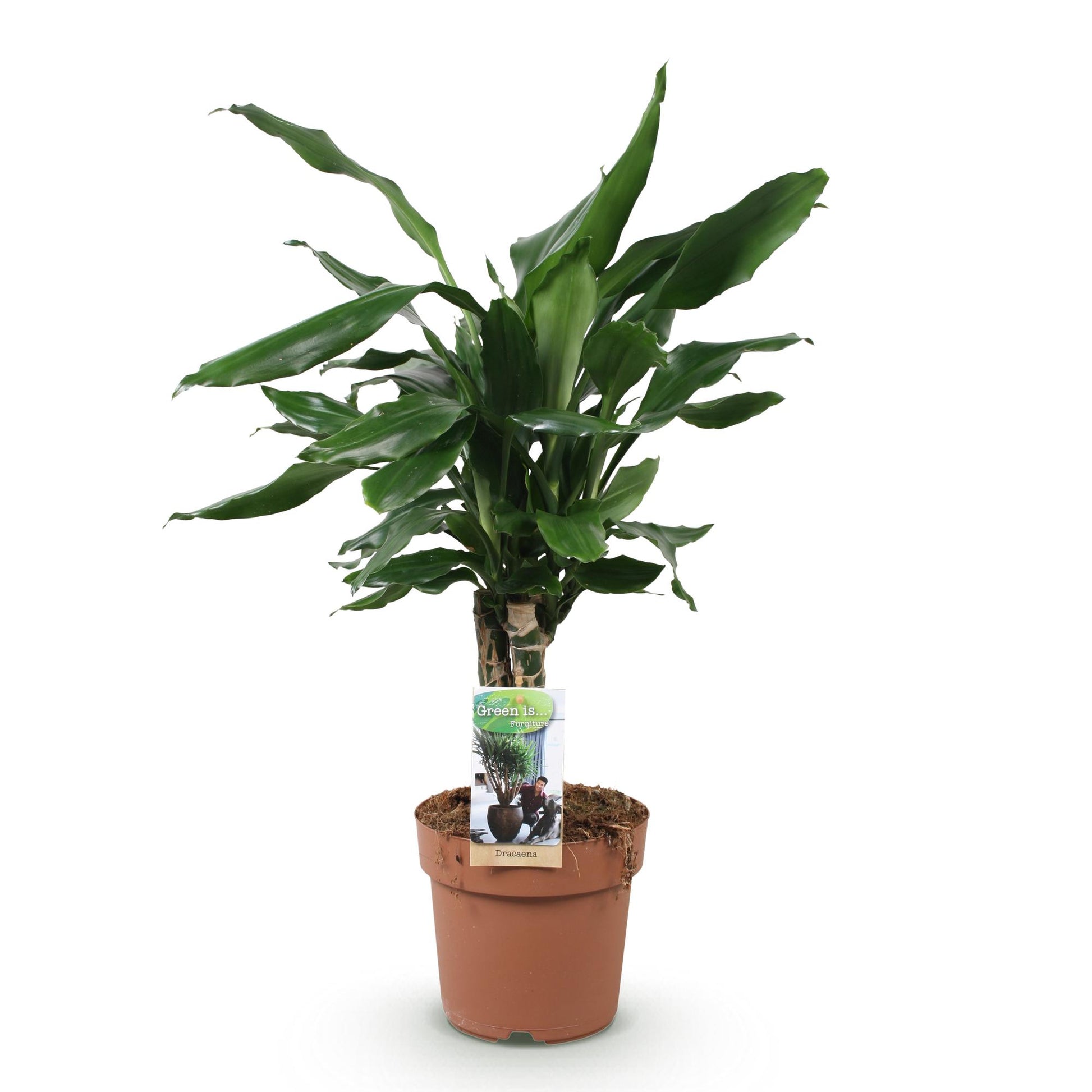 Dracaena fragrans Steudneri aux feuilles vertes luxuriantes, poussant dans un pot en plastique marron classique