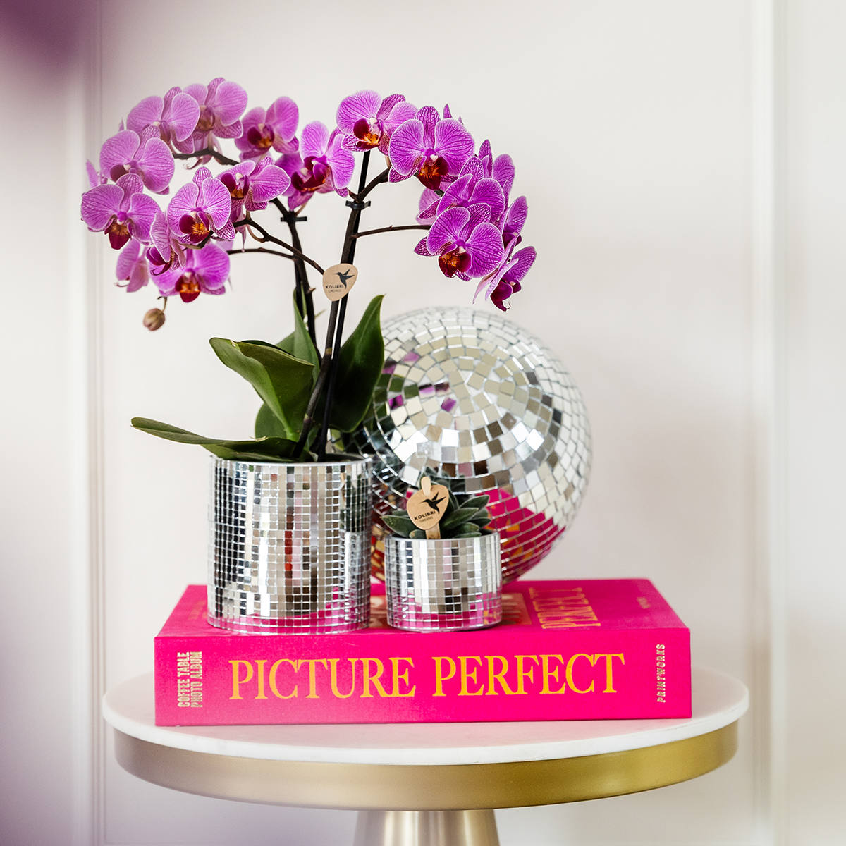 Lot de 4 orchidées Phalaenopsis 'Vienne' violet - Pot 9 cm