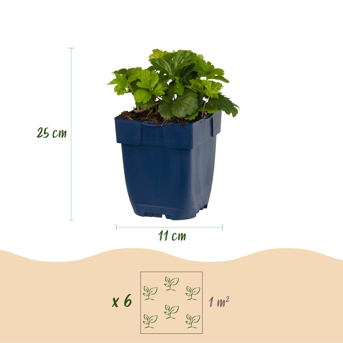 Dimensions Fraisier doré en pot de 11 cm
