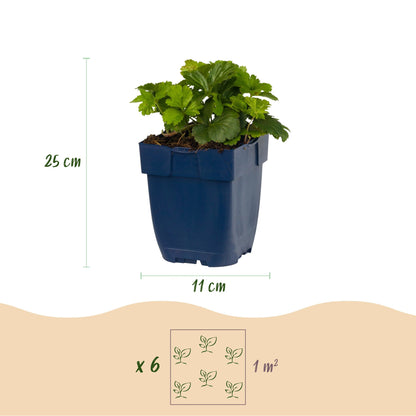 Dimensions Fraisier doré en pot de 11 cm