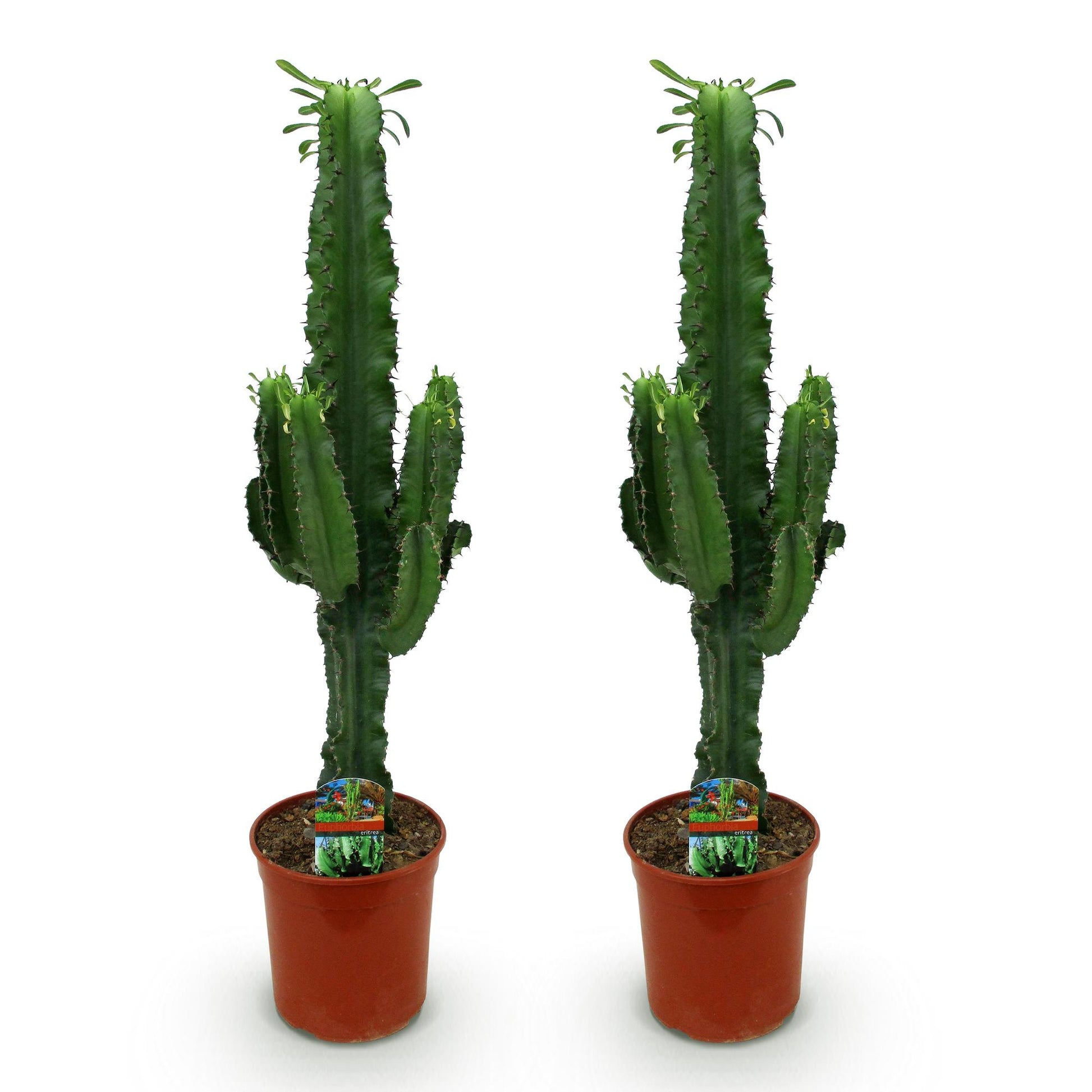 Euphorbia eritrea - Arbre à lait africain - Pot de 19cm - Hauteur 70cm - plantandstories