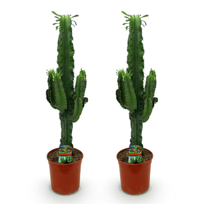 Euphorbia eritrea - Arbre à lait africain - Pot de 19cm - Hauteur 70cm - plantandstories