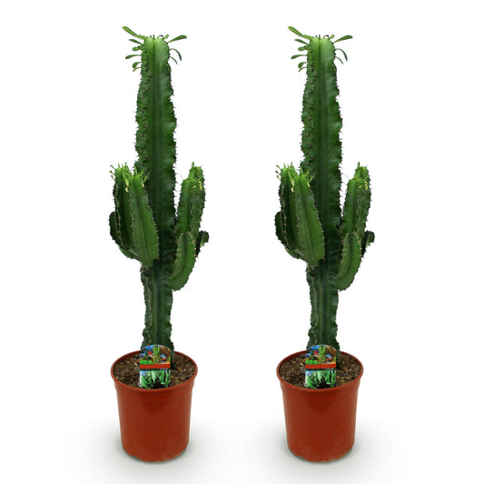 Euphorbia eritrea - Arbre à lait africain - Pot de 19cm - Hauteur 70cm - plantandstories