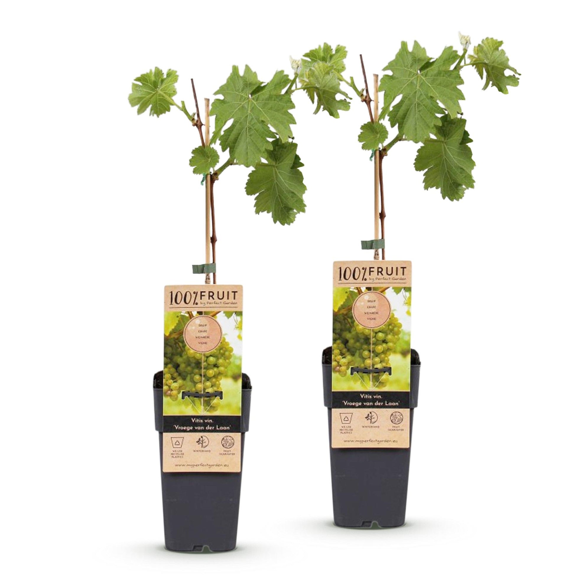 Vitis vinifera Vroege van der Laan : 2 plants de vigne à raisins blancs en pot de 15cm sur fond blanc, prêts à être plantés.