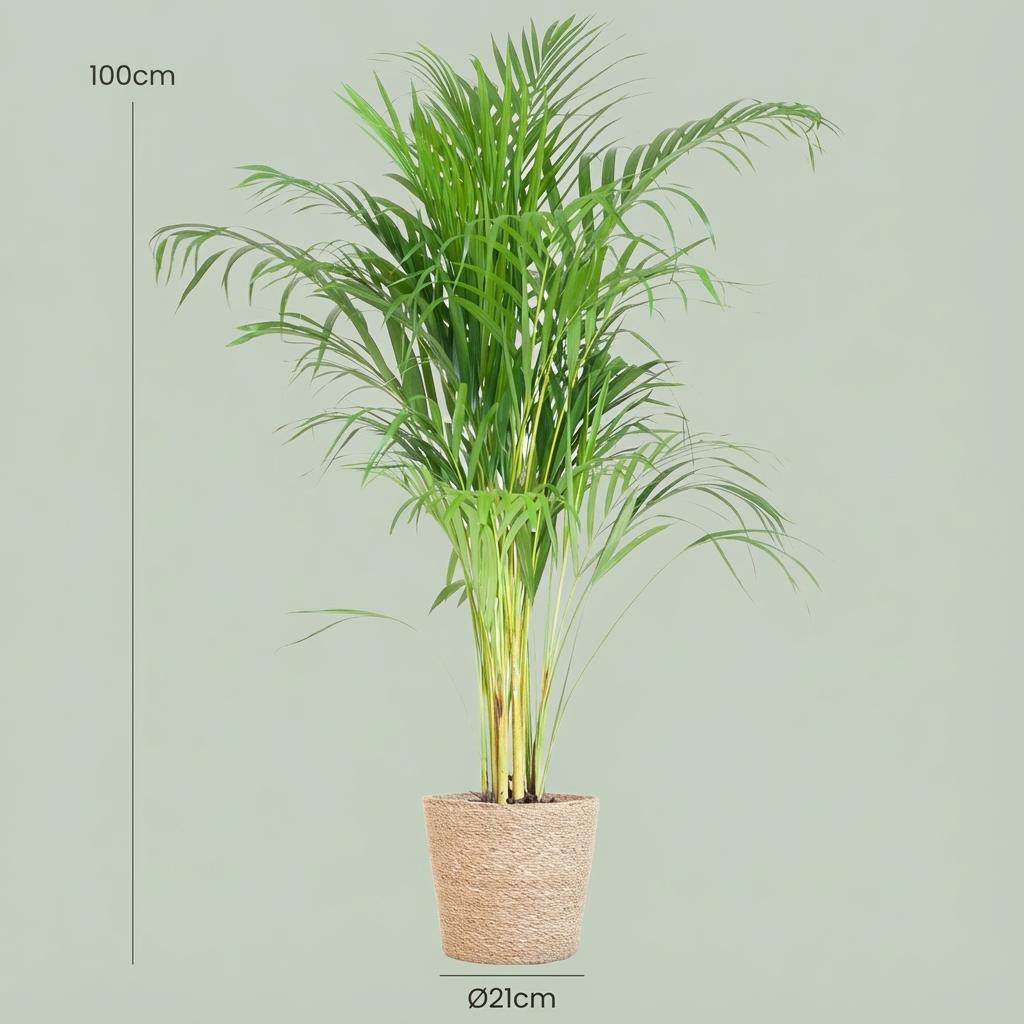 Areca Palm (Dypsis) avec panier Zeegras naturel - 100cm - Ø21