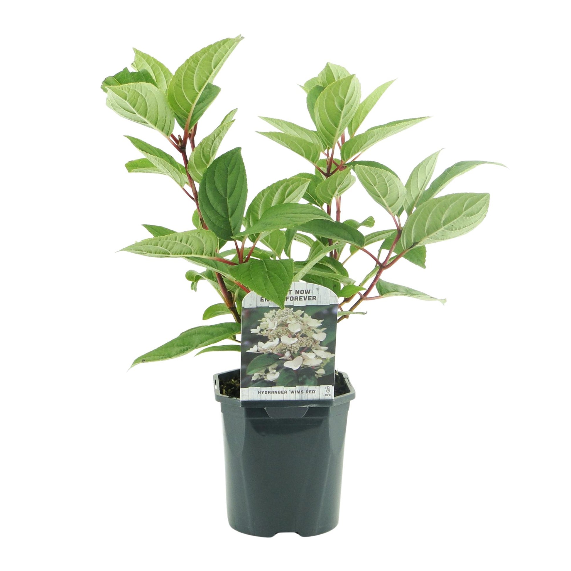 Hortensia Hydrangea panniculata Wims Red en pot de 17cm, feuillage caduc, fleurs blanches et rouges, hauteur 50cm, sur fond blanc.
