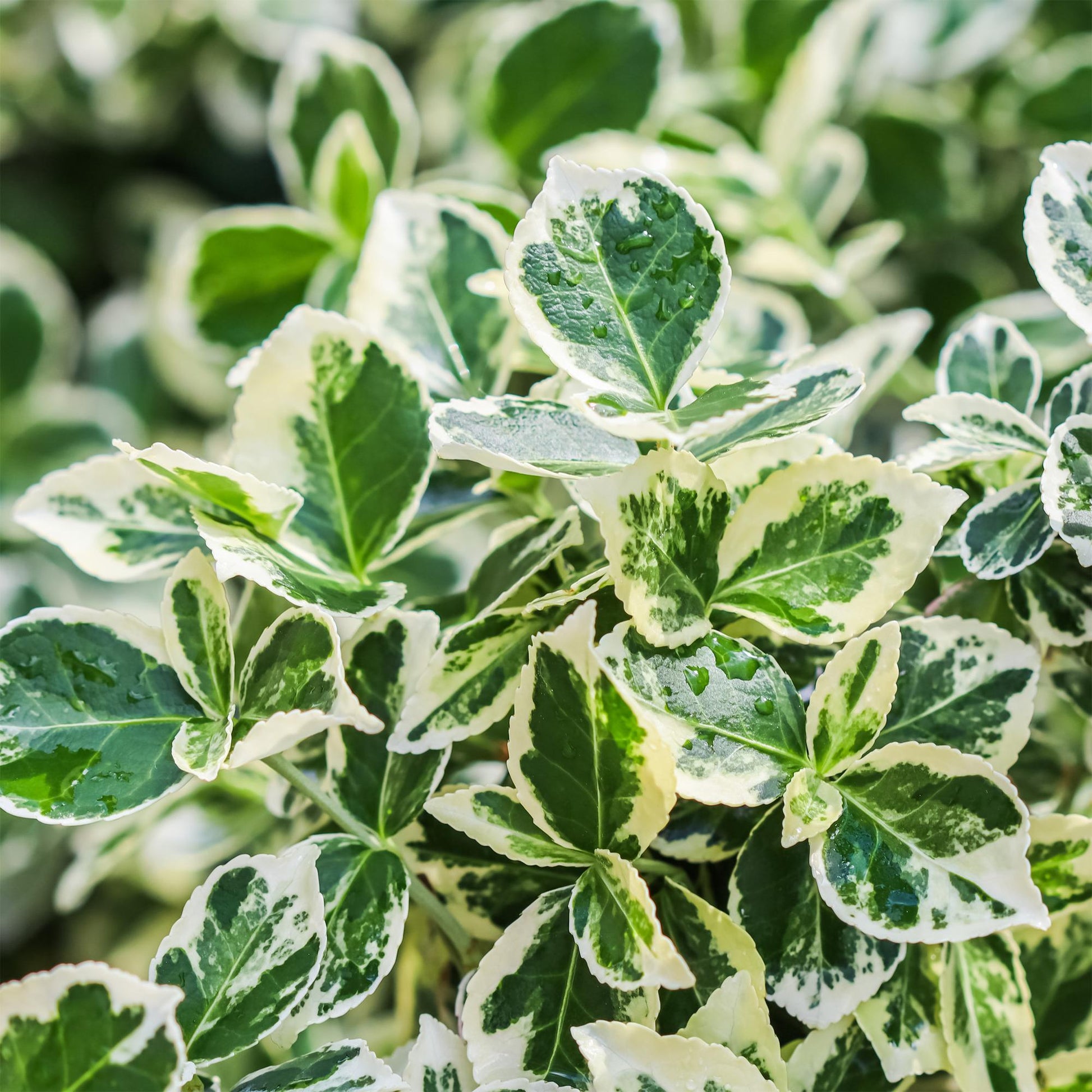 Euonymus fortunei Emerald Gaiety, feuilles panachées vert-gris avec des bords crème et des gouttes d'eau. Gros plan sur le feuillage de la p