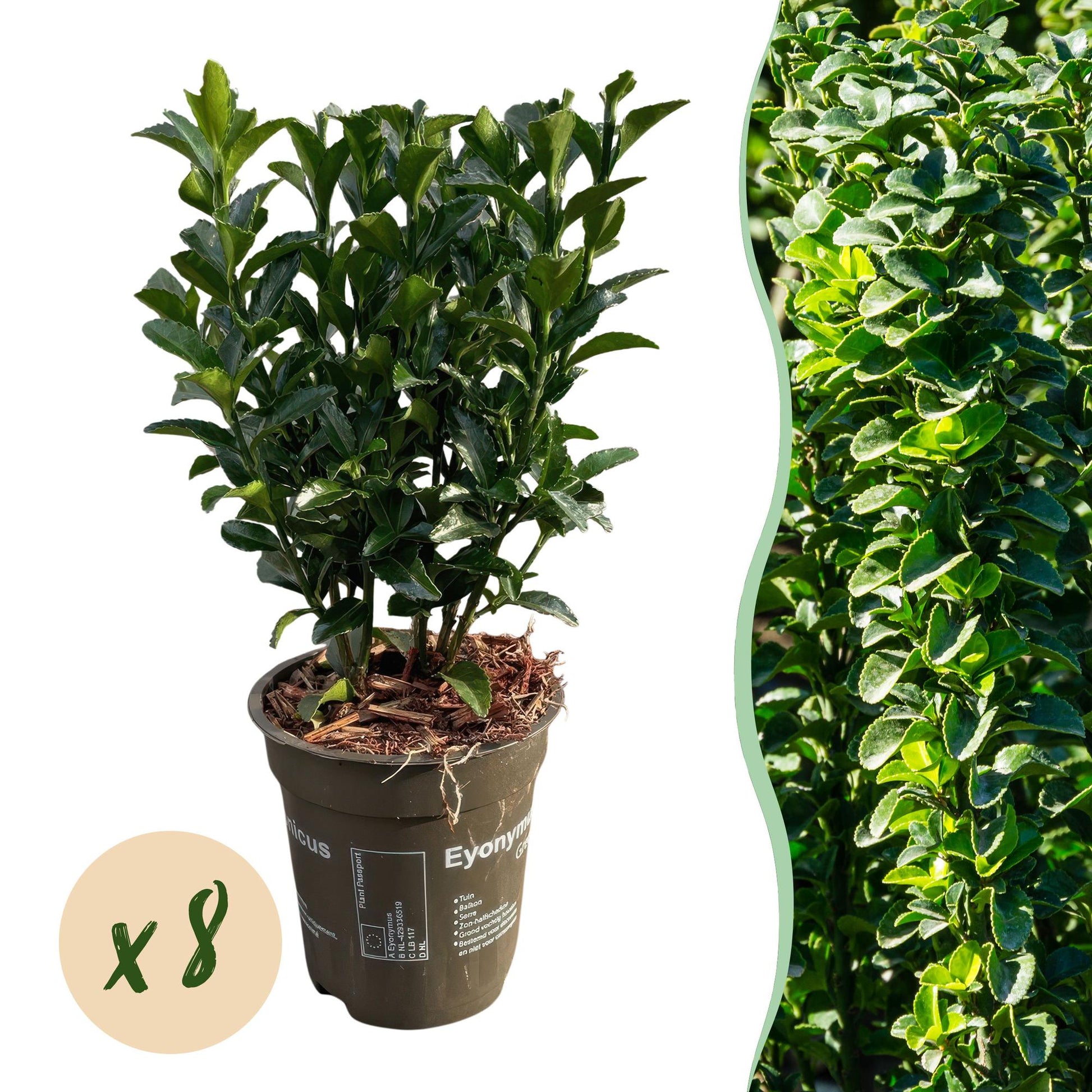 Euonymus japonica Green Spire : un plant en pot sur fond blanc, avec une pastille 'x8' et une image de haie dense à droite.