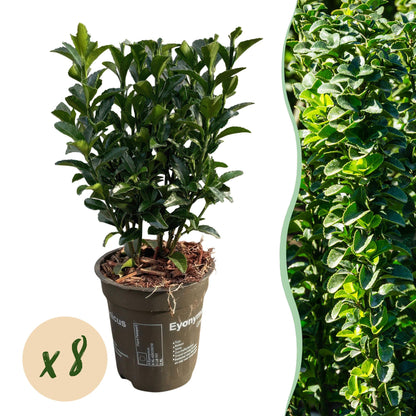 Euonymus japonica Green Spire : un plant en pot sur fond blanc, avec une pastille 'x8' et une image de haie dense à droite.