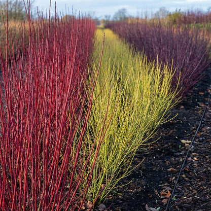 Cornus sibirica. Plusieurs rangées d'arbustes aux branches colorées, rouges, jaunes et violettes, plantées en pleine terre sous le soleil.